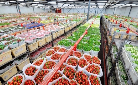 flower, plants, wood, floral